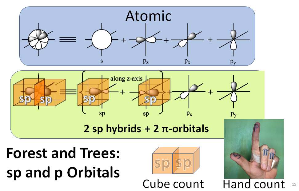forest trees sp and p orbitals