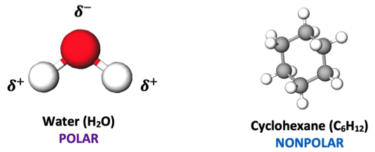 Figure 4: Molecular models shown to students of water and cyclohexane