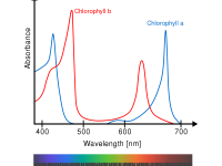 chlorophyll chlorophyll