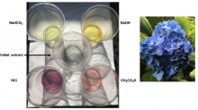 L-extracts from hydrangea in different pH solutions; R-hydrangea flowers