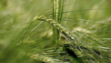 closeup of heads of barley in a field