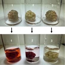 Bleached blackberries soaking in tall glass container