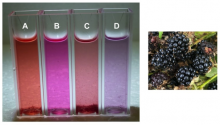 4 vials of bramble extract with different additions, bramble berries - preview image