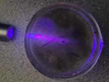 Excitation of chlorophyll with a 405 nm laser to produce pink fluorescence