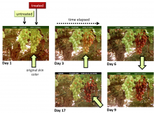 grapes treated untreated growth regulator