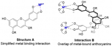 molecular structures showing binding interactions between metal ions and anthocyanins 
