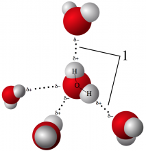 water molecule with 4 other water molecules with hydrogen bonds in between