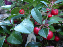 wintergreen plant, red berries