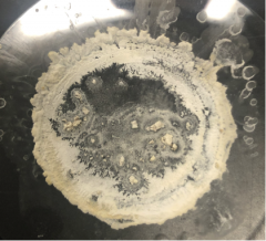 dried reaction product: extracted caffeine